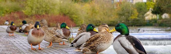 Bakewell Childrens walk