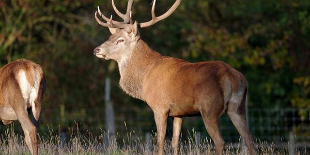 Calke Abbey 4 1272557627