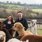 Couple Brackenfield Alpacas walk 4 1 472063179