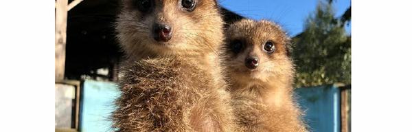 MFP Meerkats 2116192369