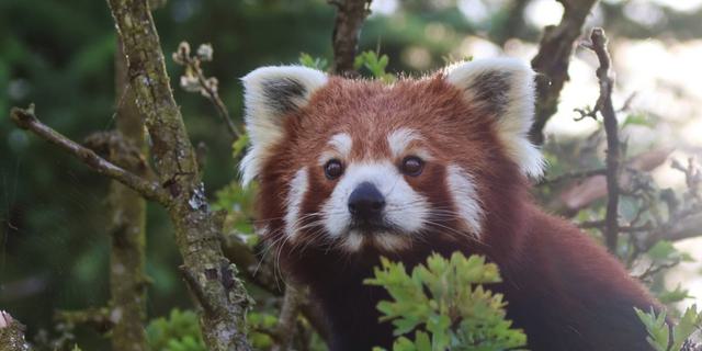 PWP Red Panda