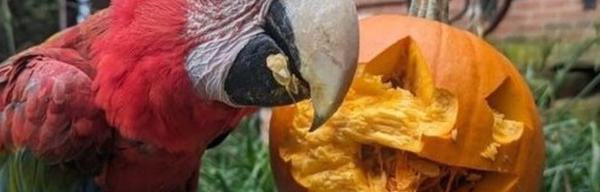 TBH Halloween 24 Parrot NEW